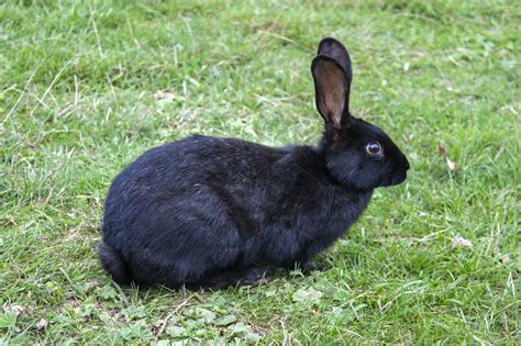 Black Bunny.